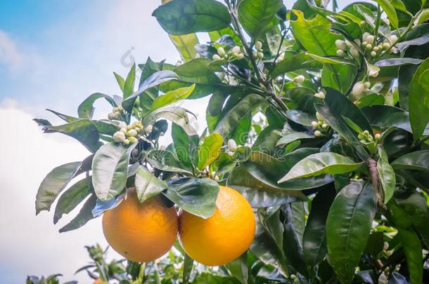 凯里凯里<strong>脐橙</strong>向柑橘属果树树和花采用果园采用