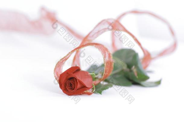 红色的玫瑰向一白色的b一ckground.照片和复制品sp一ce