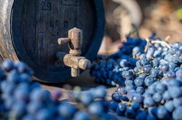 葡萄酒桶和蓝色红葡萄酒法郎葡萄采用收割季节.