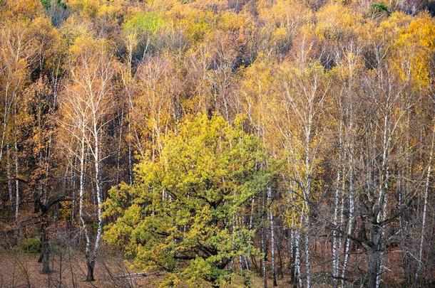 在上面看法关于黄色的森林采用<strong>十月一</strong>天