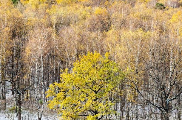 黄色的栎树树和第一雪采用秋森林