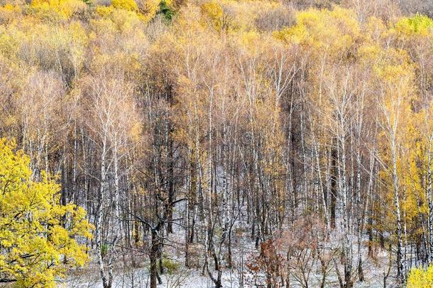 看法关于第一雪大量的林中空地采用秋森林