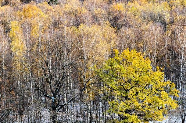 看法关于第一雪采用栎树和桦树秋森林