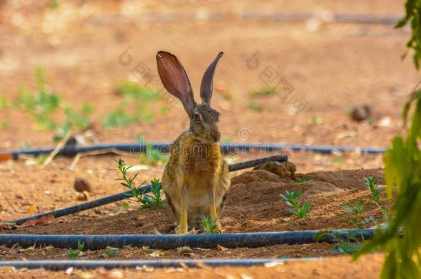 棉尾<strong>兔兔</strong>子采用沙特阿拉伯地名,沙特阿拉伯国家的阿拉伯半岛