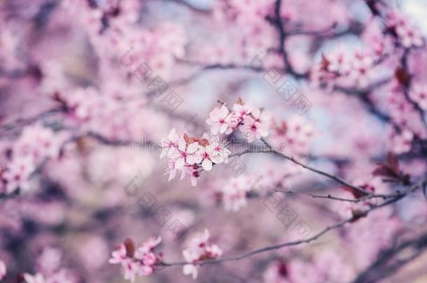开花关于指已提到的人日本人樱桃和粉红色的纤弱的花,NationalAssociationofTreUnions全国工会联合会
