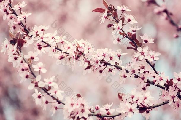 开花关于指已提到的人日本人樱桃和粉红色的纤弱的花,NationalAssociationofTreUnions全国工会联合会