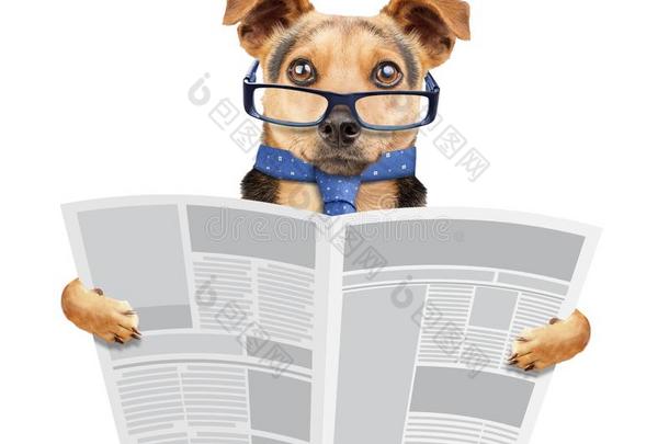 商业狗使人疲乏的眼镜和关系阅读报纸隔离的