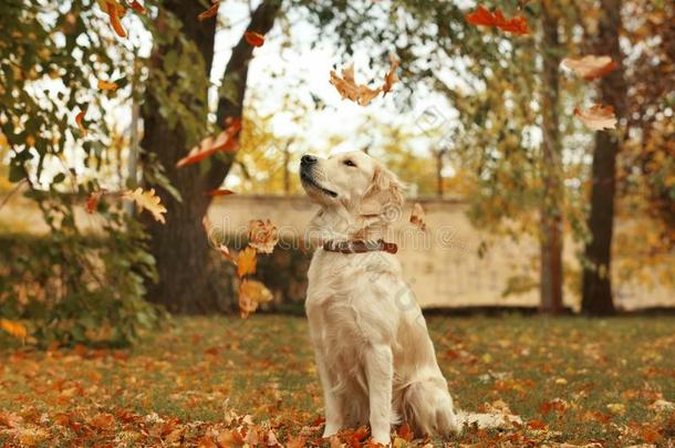 有趣的label-dressroutine日常事分类寻猎物犬和秋树叶