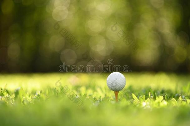 高尔夫球球向绿色的草和高尔夫球课程背景