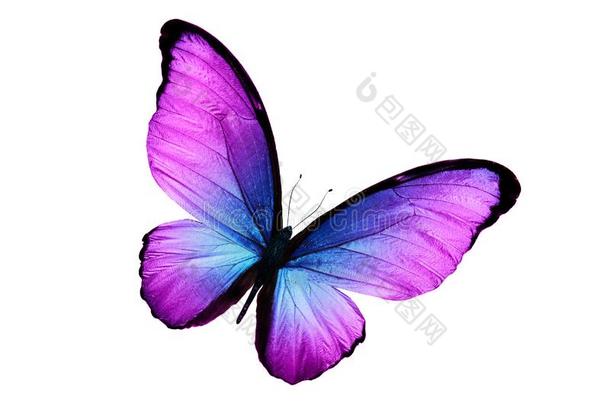 美丽的紫色的蝴<strong>蝶</strong>隔离的向白色的背景
