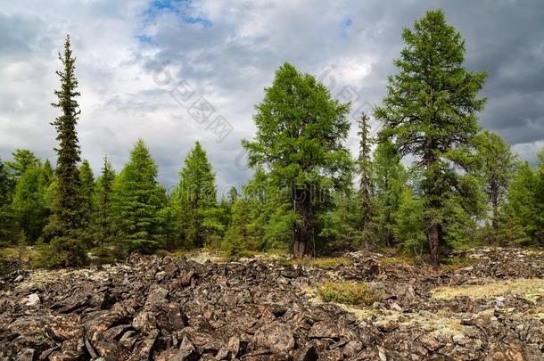 松类的森林采用南方YakutAutonomousSovietSocialistRepublic前苏联雅库特社会主义自治共和国,俄