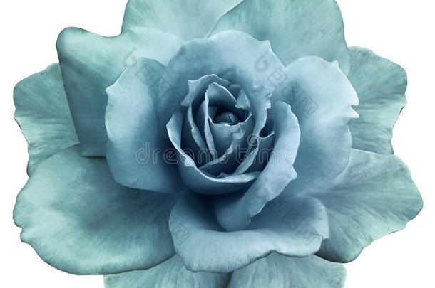 花隔离的绿松石玫瑰向一白色的b一ckground.特写镜头.英语字母表的第5个字母