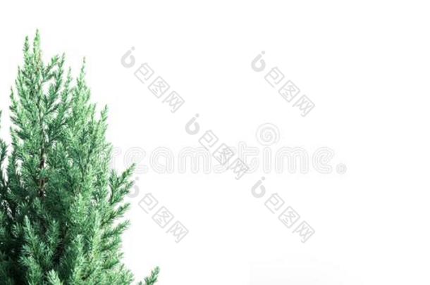 漂亮的松树树向白色的横幅大小背景.愉快的圣诞节