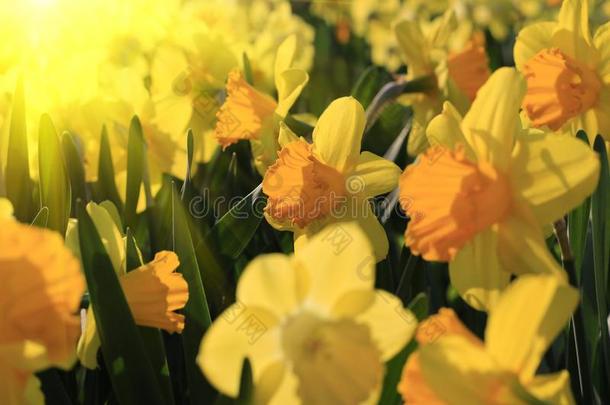 美丽的黄色的<strong>花</strong>关于春季水仙采用阳光