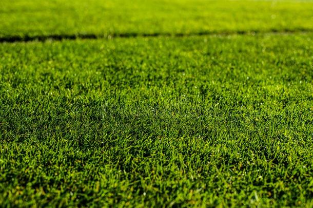 绿色的明亮的富有色彩的草场地关于足球步骤,关在上面