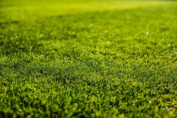 绿色的明亮的富有色彩的草场地关于足球步骤,关在上面