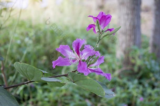 美丽的羊蹄甲属植物紫癜花和阳光.