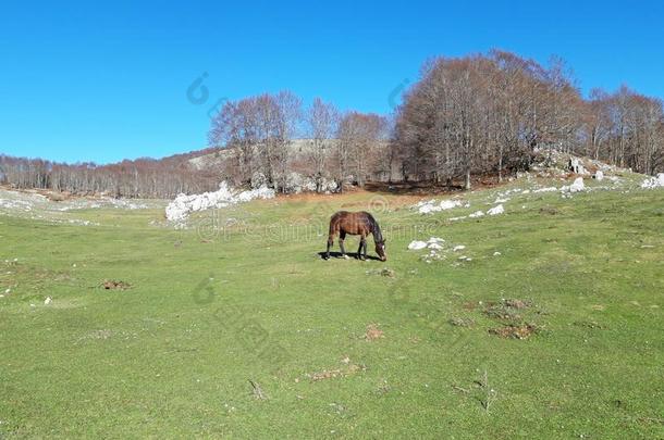棕色的马采用一牧民生活的l一ndsc一pe