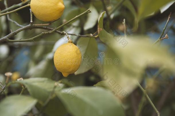 柠檬.成熟的柠檬s绞死向树.生长的柠檬