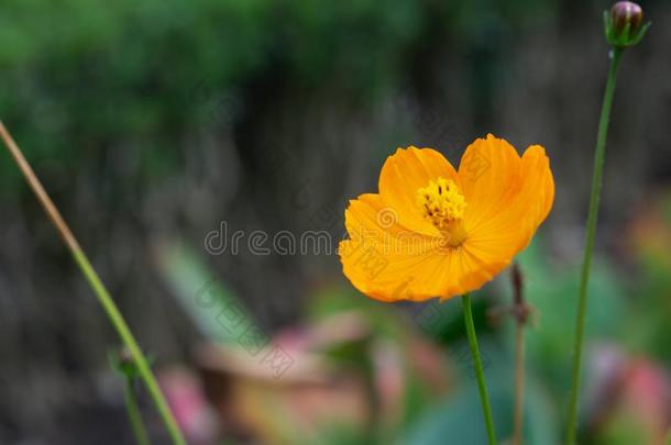 黄色的花关于长矛-有叶的金鸡菊金鸡菊长矛olata采用