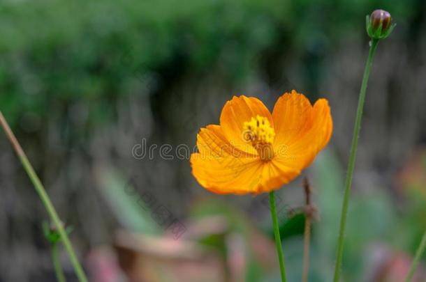 黄色的花关于长矛-有叶的<strong>金鸡</strong>菊<strong>金鸡</strong>菊长矛olata采用