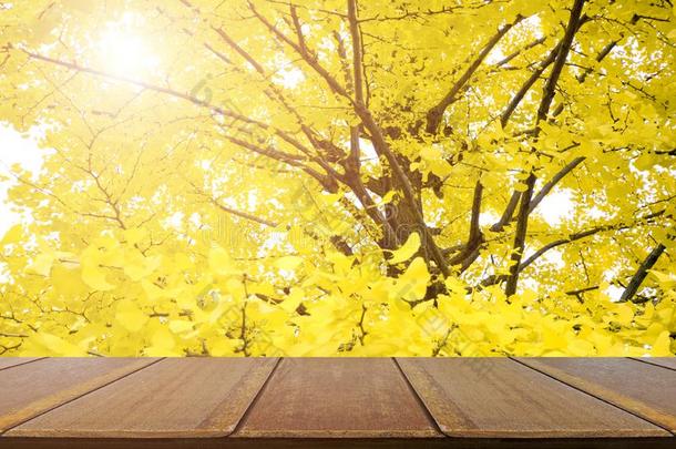 透镜木材表和充分地黄色的关于银杏树.