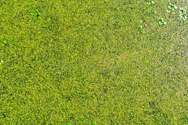 绿色的自然的背景关于沼泽浮萍或水藻