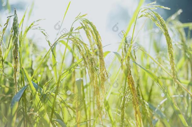 关在上面看法关于稻田.稻田采用日落或阳光全音阶的第7音