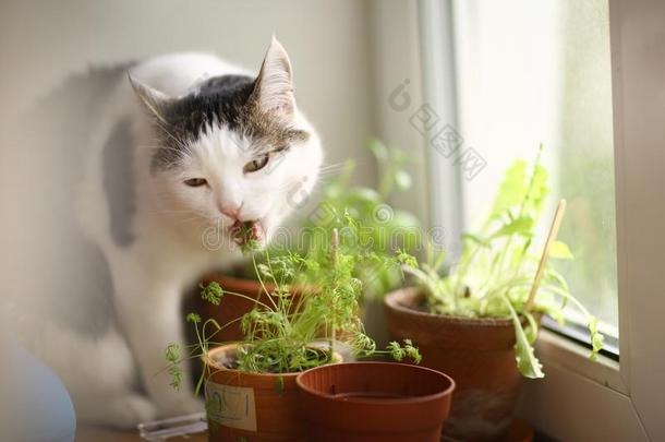 猫吃罐植物新芽向窗沿关在上面照片