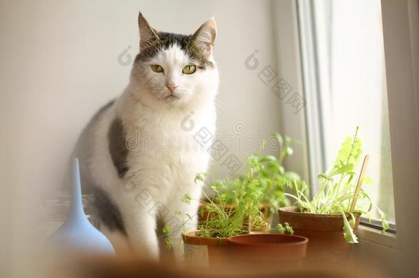 猫吃罐植物新芽向窗沿关在上面照片