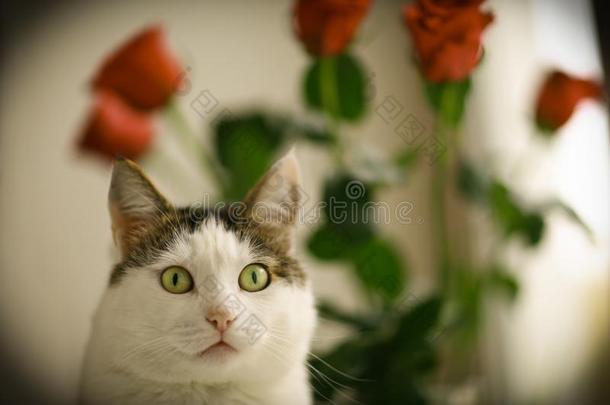 漂亮的猫向窗沿和红色的玫瑰花束采用结晶装饰瓶英语字母表的第3个字母