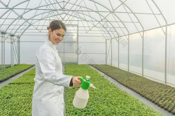 年幼的刚出芽的幼苗生长的采用温室.年幼的女人Water采用g种子