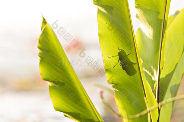 巨人蚱蜢斜视克里斯塔塔阴影向一大的le一f