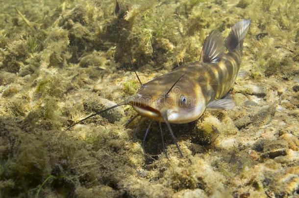 棕色的大头鱼鲶鱼阿米鲁斯薄幕状云在水中的摄影