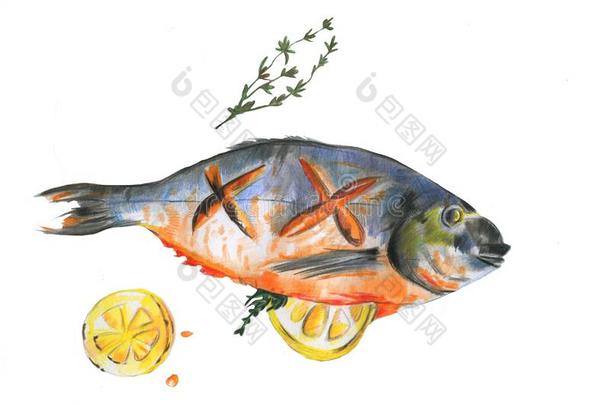 水彩鱼海鲤科鱼煮熟的和切成片关于柠檬和罗斯玛