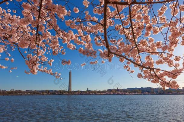华盛顿纪念碑在的时候樱桃花节日在指已提到的人潮水的