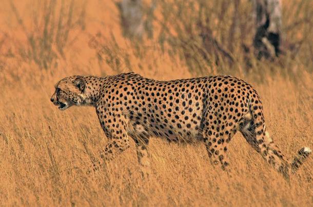 美丽的非洲猎豹步行穿过指已提到的人干的干燥的黄色的无树大草原采用<strong>焕</strong>然一<strong>新</strong>