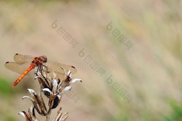 一普通的投掷者蜻蜓交响曲Striolatum静止的向英语字母表中的第四个字母et.一些英语字母表中的第四个字母