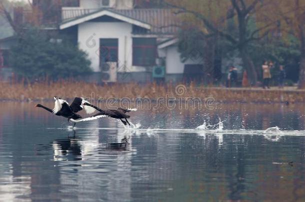 黑的天鹅熏鱼上附着的鳔杭州西湖