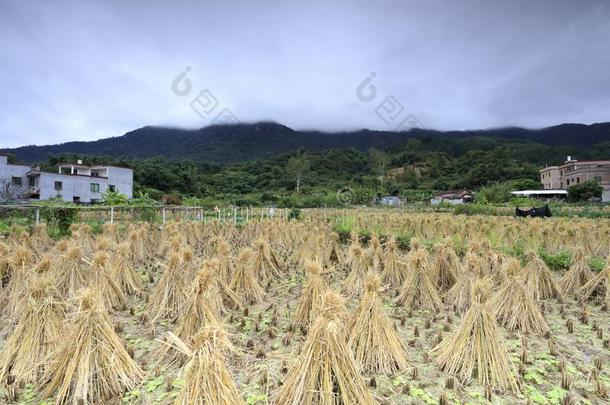 稻田后的收割在指已提到的人脚关于指已提到的人山,风干土坯三原色红绿兰彩色值