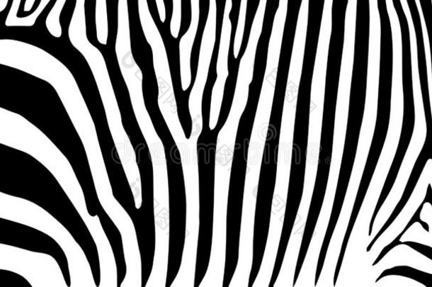 条纹动物丛林质地斑马矢量黑的白色的
