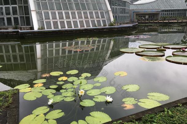 白色的莲花池塘采用夏