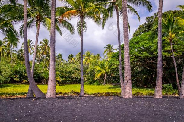 手掌树在音箱黑的沙海滩向大的岛,美国夏威夷州