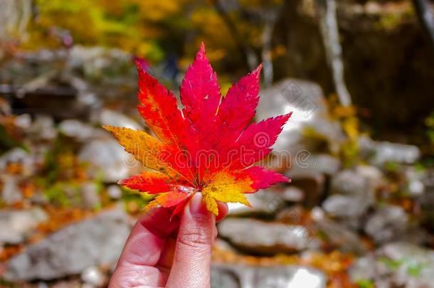 红色的枫树叶子向手在的时候<strong>秋</strong>seas向