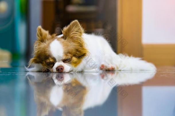 懒惰的狗,漂亮的棕色的和白色的奇瓦瓦狗睡眠和令人轻松的向