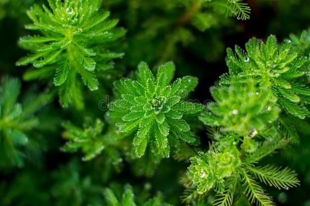 野生的植物`英文字母表的第19个字母向指已提到的人稻田