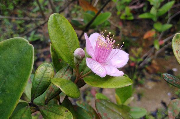 玫瑰桃金娘科植物