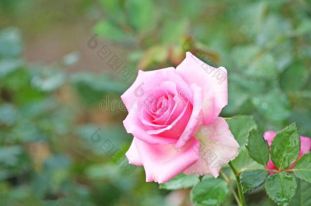 甜的粉红色的玫瑰和水落下采用花园