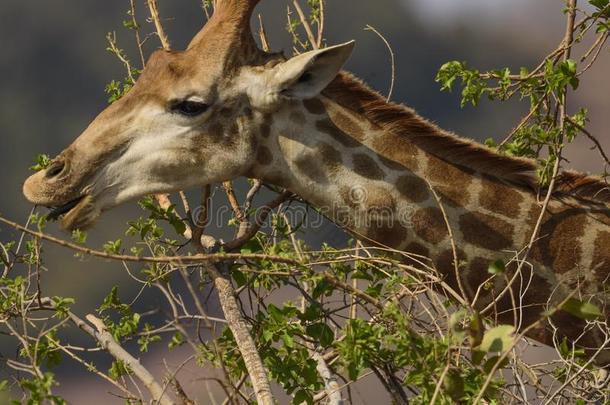 长颈鹿吃灌木和展映舌头,即Kruger国家的公园,这样