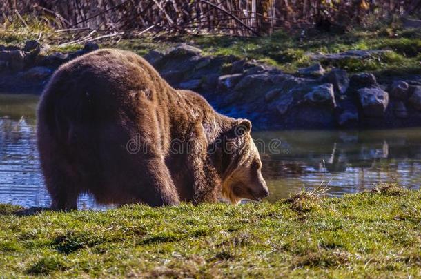 欧洲的棕色的熊熊属大小熊星座统称大小熊星座统称享有一b一th.通讯器